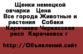 Щенки немецкой овчарки › Цена ­ 30 000 - Все города Животные и растения » Собаки   . Карачаево-Черкесская респ.,Карачаевск г.